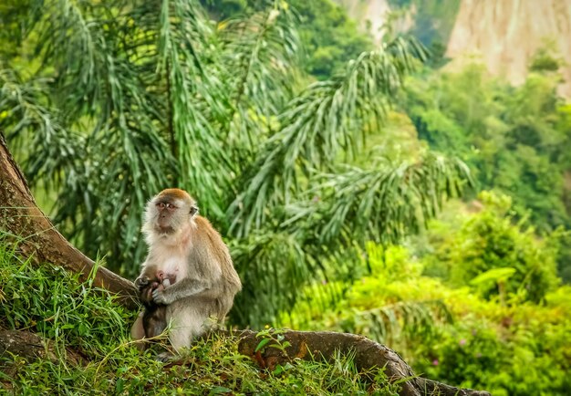 Macaco da Indonésia