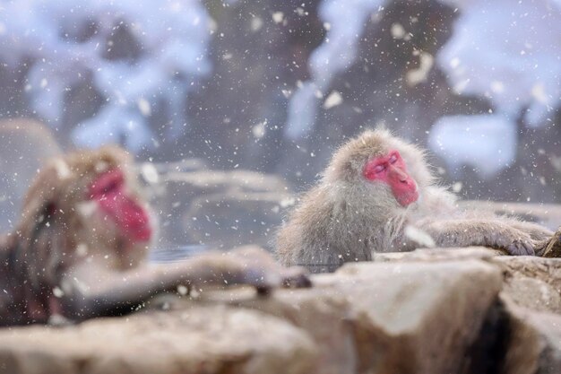 Macaco da neve no parque jigokudani-yaen em yamanouchi, nagano, japão