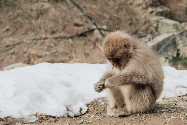 Macaco da neve que senta-se para baixo ao comer a licença seca.