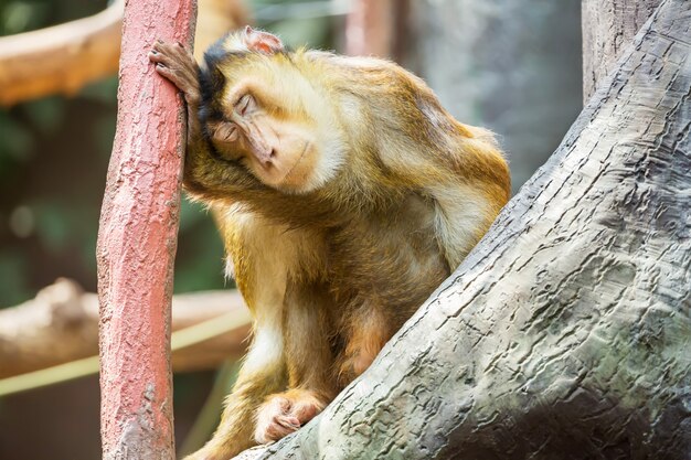 Macaco de Bali, sentado em um galho