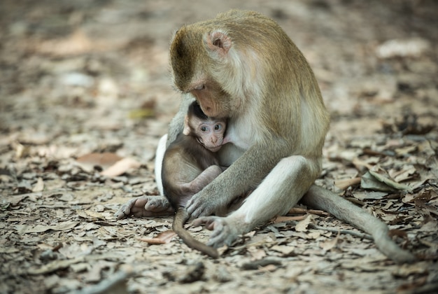 Macaco de bebê comendo leite da mãe
