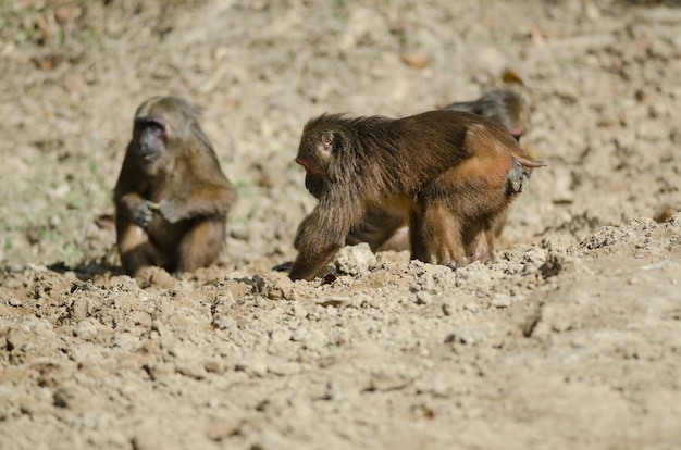 Foto macaco-de-cauda-branca (macaca arctoides)