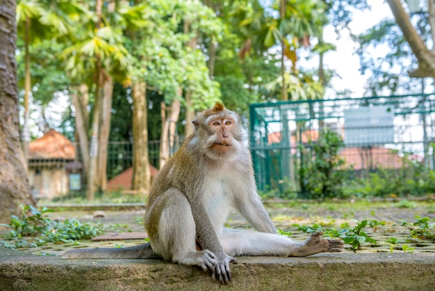 Macaco de cauda longa balinesa no santuário