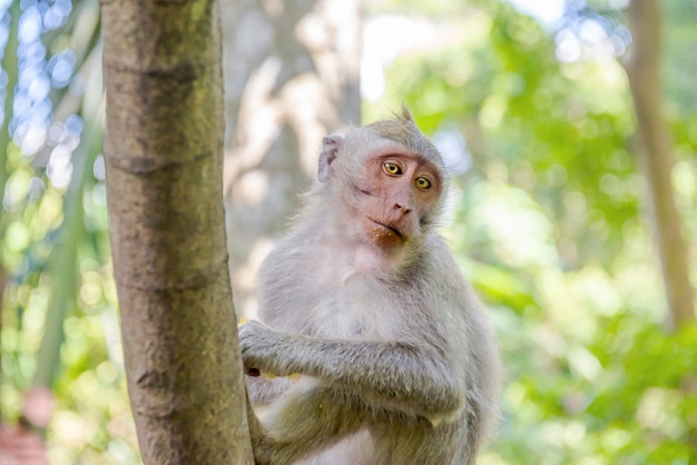 Macaco de cauda longa de bali na natureza