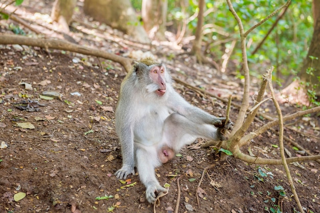 Macaco de cauda longa de Bali na natureza
