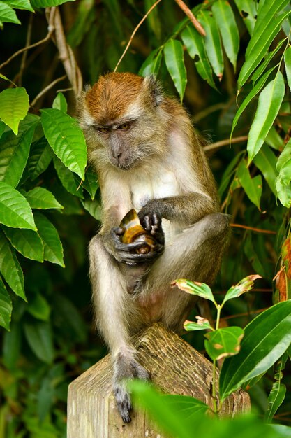 Foto macaco de cauda longa em cingapura