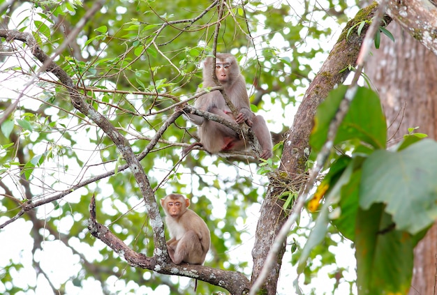 Macaco-de-cauda-longa Macaca-caranguejo Macaca fascicularis na árvore