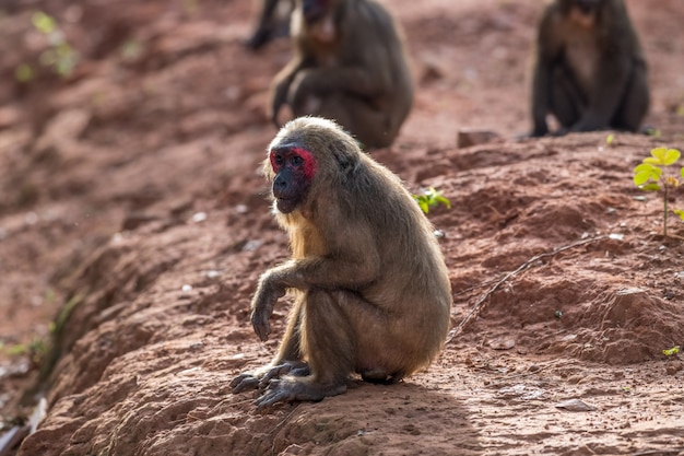 Macaco-de-cauda-toco, Macaco-urso (Macaca arctoides) come e descansa durante uma tarde ensolarada e tranquila na província de Phetchaburi, área de caça de Khao Kapook Khao Tormoor, Tailândia