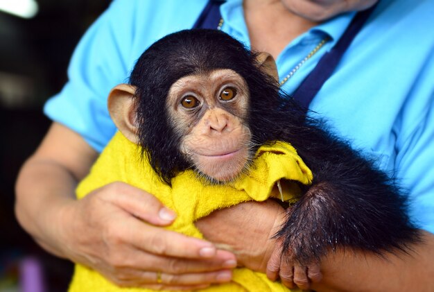 Macaco de chimpanzé de bebê no zoológico.