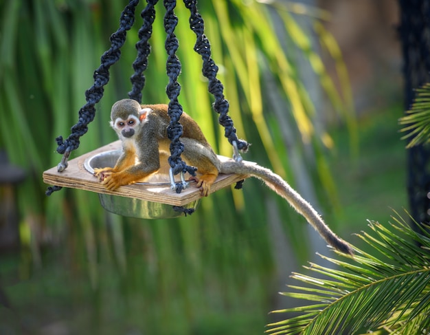 Macaco de esquilo em um alimentador