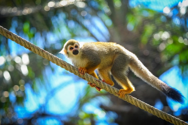 Macaco de esquilo no galho de animais de árvore no deserto