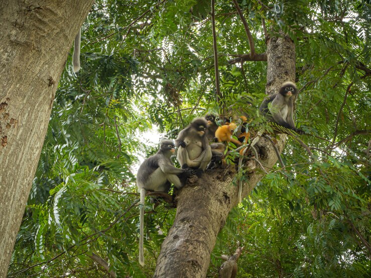 Foto macaco de folha escura na árvore