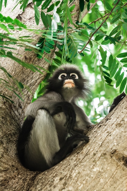 Macaco de folha escura na Tailândia