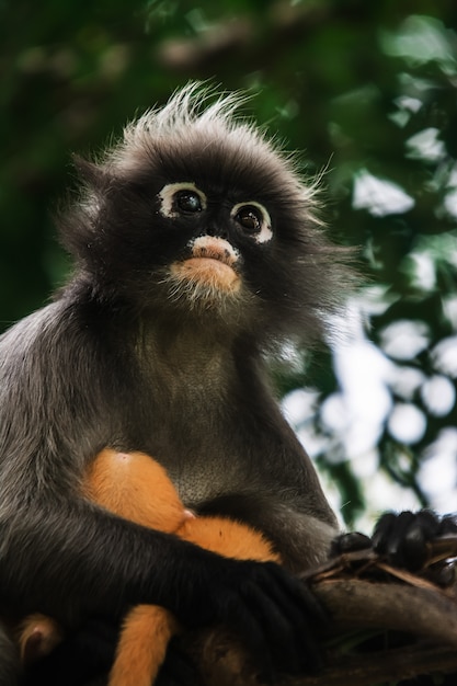 Macaco de folha escura na Tailândia