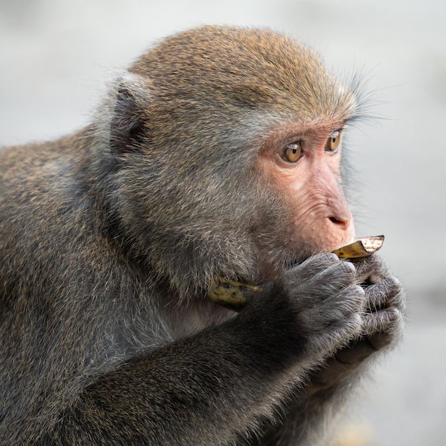 Macaco de Formosan Macaco de rocha de Formosan também chamado de macaco taiwanês na natureza