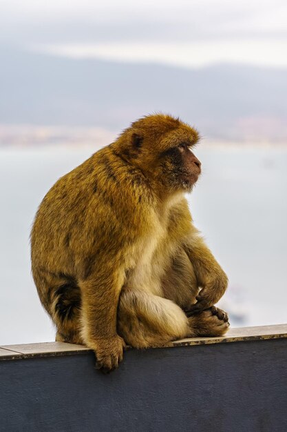 Macaco de Gibraltar no perfil que habita a reserva natural que fica no alto da rocha
