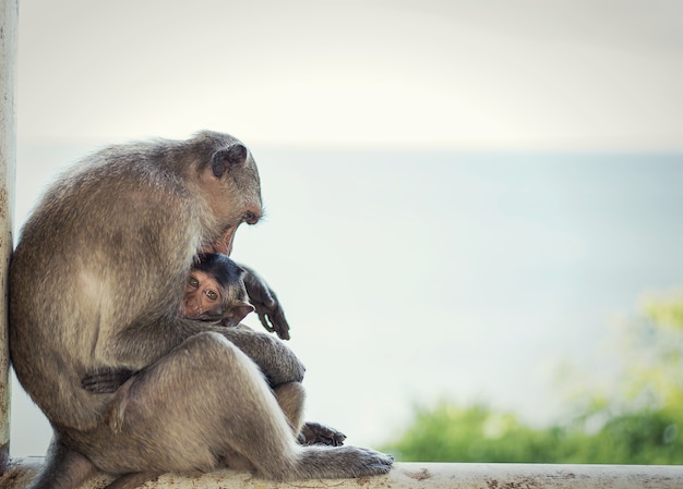 Macaco de macaco e bebê abraçando uns aos outros