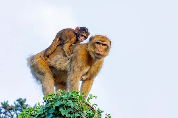 Macaco de mãe com seu filho