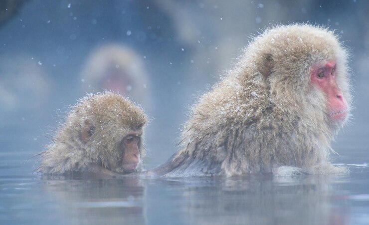 Foto macaco de neve em uma fonte termal nagano japão