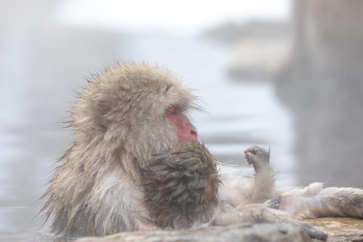 Foto macaco de neve japonês em uma fonte termal