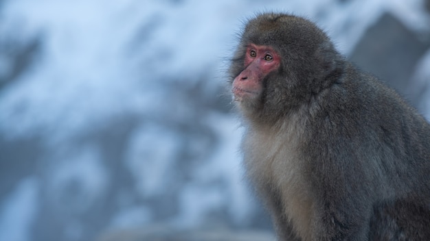 Macaco de neve japonês na montanha de neve na temporada de inverno. Um macaco selvagem no habitat natural localizado no Parque Jigokudan, Nakano, Japão. Macaca fuscata em clima frio