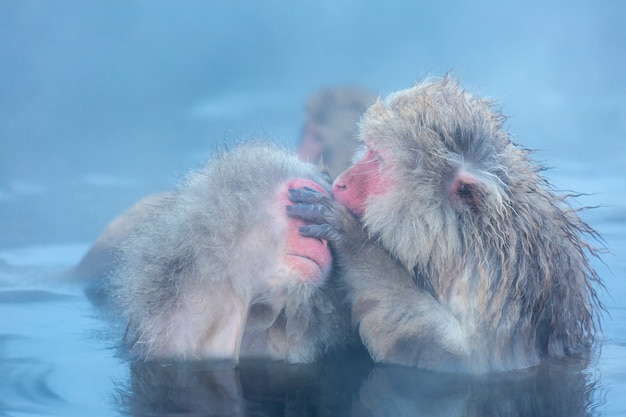 Macaco de neve macaca onsen