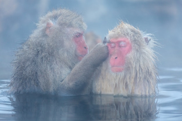 Macaco de neve macaque onsen