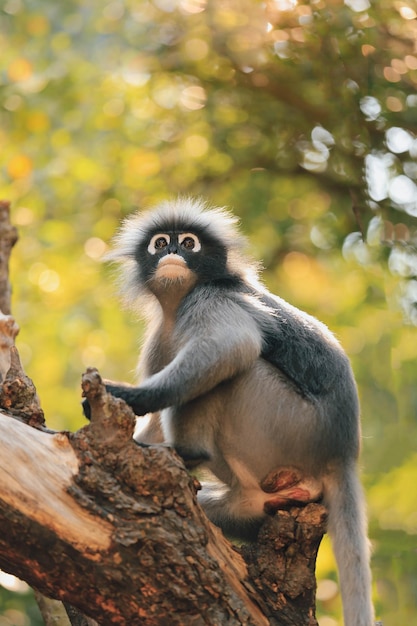 Macaco de óculos também chamado de langur obscuro ansioso