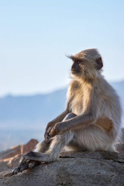 Macaco de pensamento.