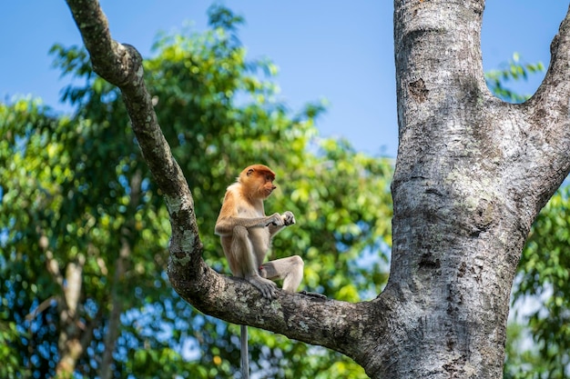 Macaco de probóscide selvagem ou larvatus Nasalis na floresta tropical de Bornéu Malásia