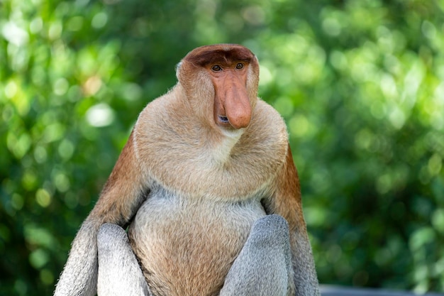 File:Macaco Sagui posando para foto na trilha.jpg - Wikimedia Commons