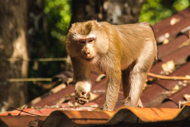 Macaco de rabo-de-cavalo do norte v no telhado É um macaco gordo de pêlo curto A pele é cinza ou marrom