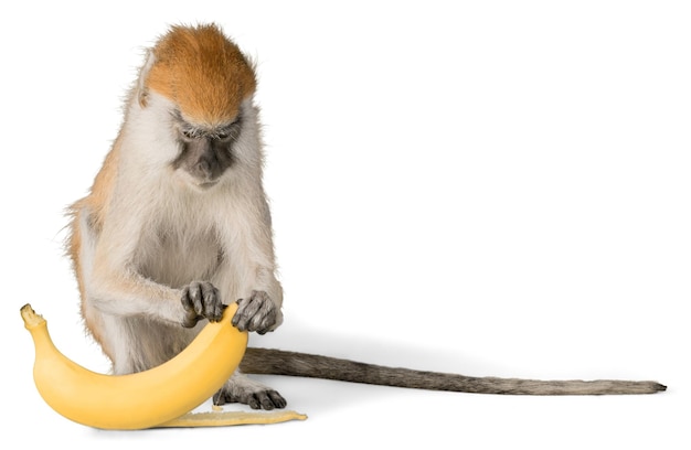 Macaco Descascando Banana - Isolado