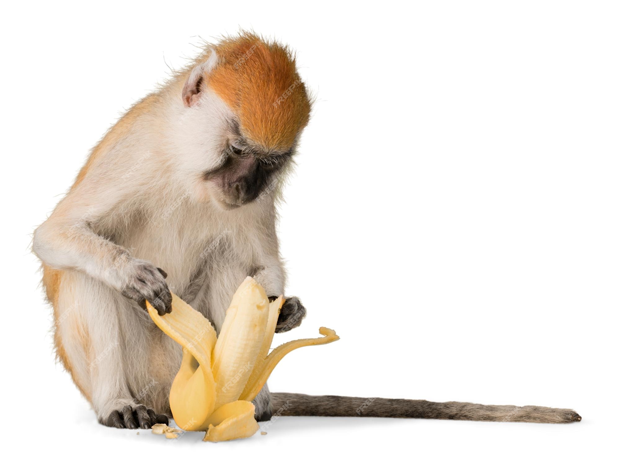 Banana do Macaco::Appstore for Android