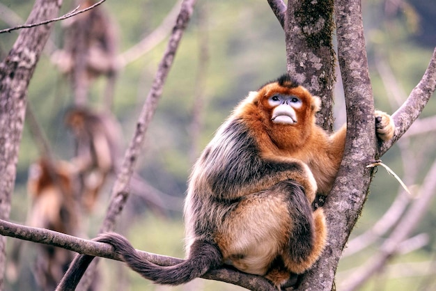 Macaco dourado feio bonito chinês Macaco de nariz arrebitado