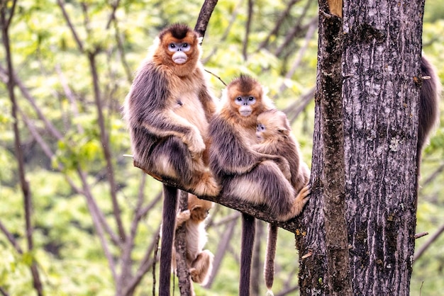 Macaco dourado feio bonito chinês macaco de nariz arrebitado