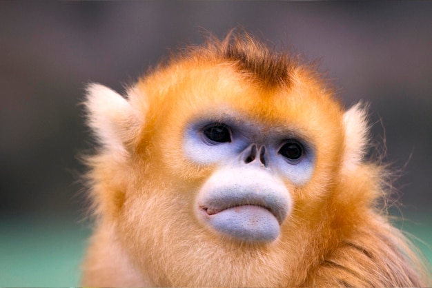 Macaco dourado feio bonito chinês Macaco de nariz arrebitado