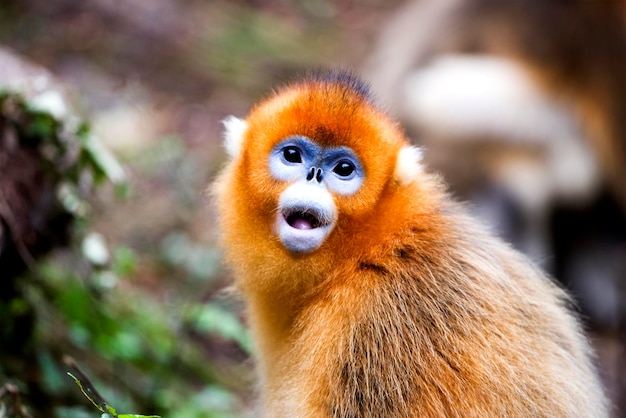 Macaco dourado feio bonito chinês macaco de nariz arrebitado