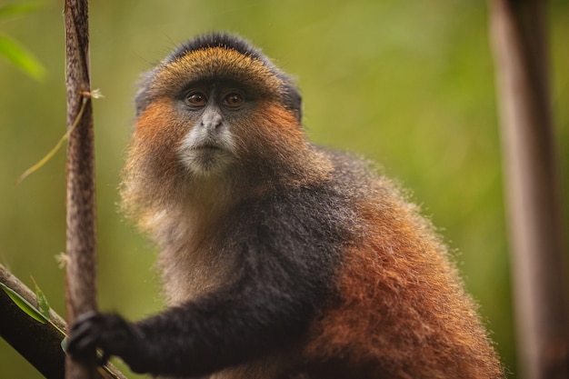 Macaco dourado selvagem e muito raro na floresta de bambu