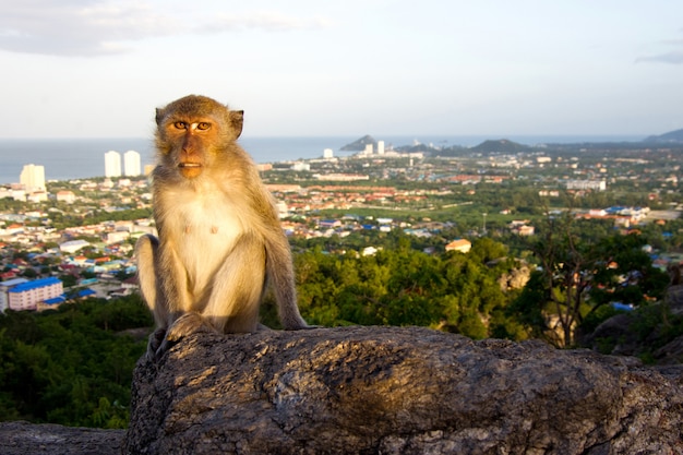 macaco e huahin