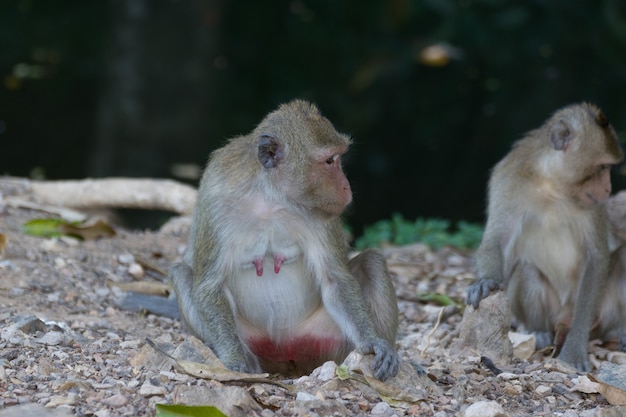 Macaco é um mamífero sentado no chão na natureza da floresta tailandesa