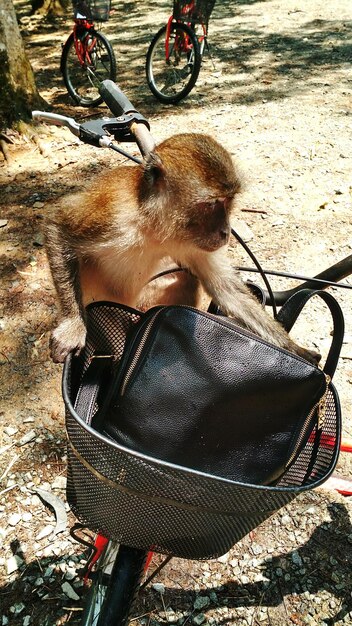 Macaco em bicicleta sobre o campo