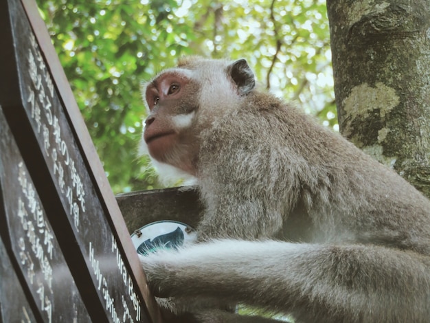 Macaco em cima de uma placa de rua de madeira