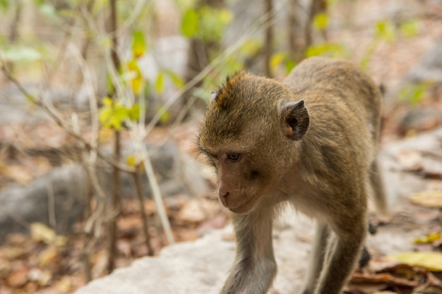 Macaco em estado selvagem