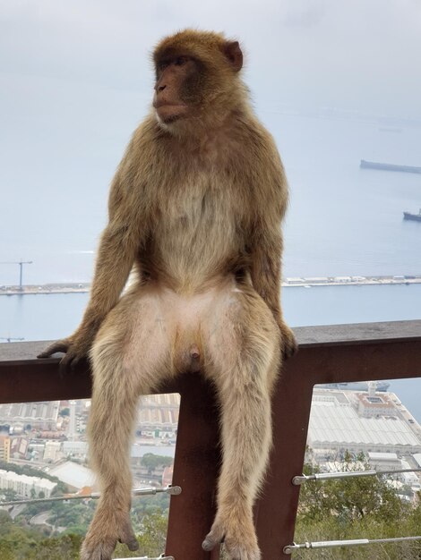Foto macaco em gibraltar