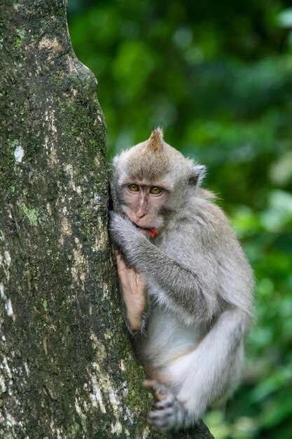 Macaco em parque florestal em Ubud Bali, Indonésia