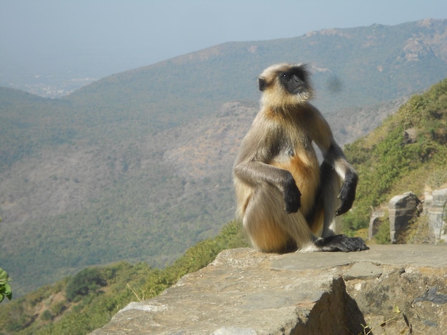 Foto macaco em rocha contra montanhas