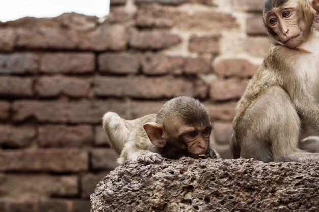 macaco em tijolo.