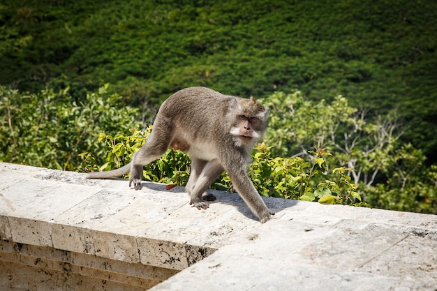 Macaco em um parapeito de pedra. Natureza verde.