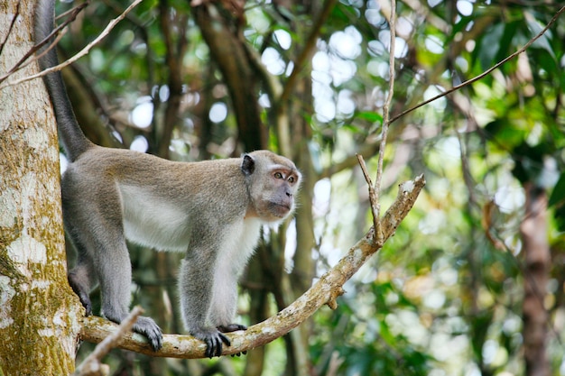 Macaco em uma árvore